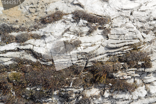 Image of dry moss and clefty stone