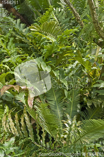 Image of dense jungle vegetation