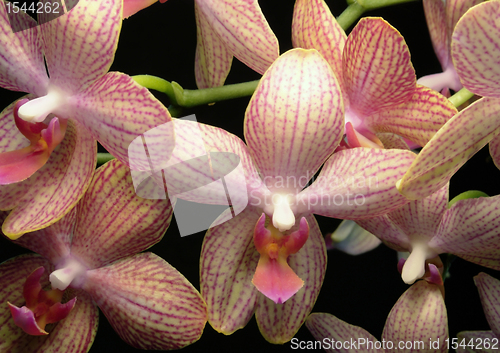 Image of colorful orchid flowers