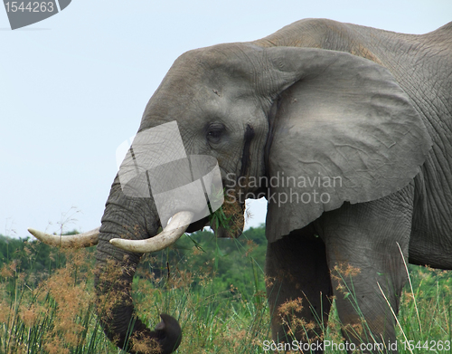 Image of detail of a Elephant