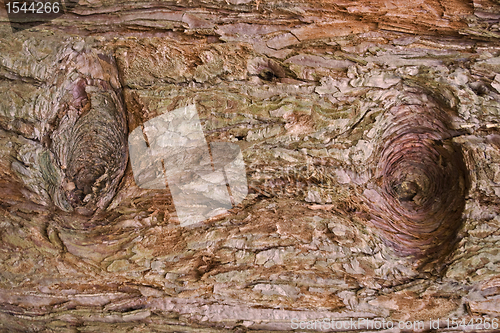 Image of redwood bark detail