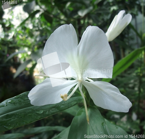 Image of exotic white flower