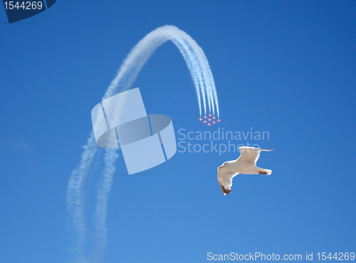 Image of acrobatic flight and seagull