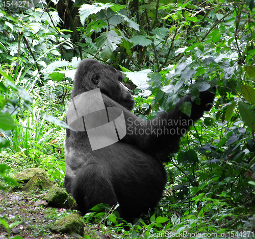 Image of Gorilla in green vegetation