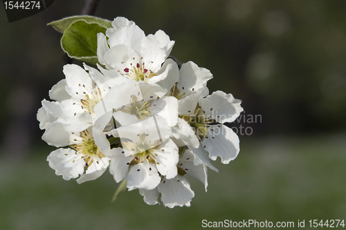 Image of white pear blossoms