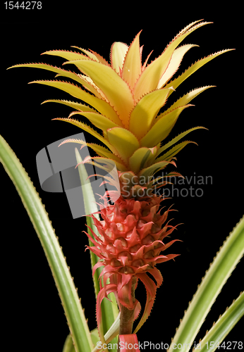 Image of Pineapple fruit