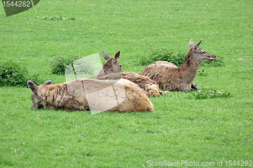 Image of resting Red Deers