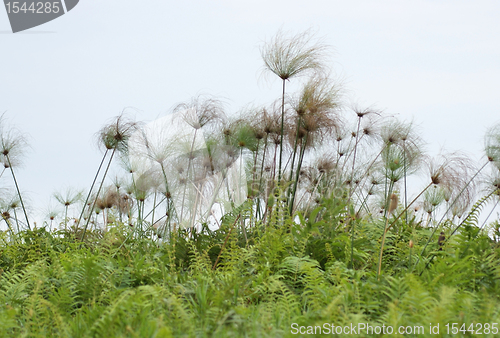 Image of Papyrus plants near Lake Victoria