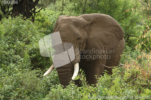 Image of Elephant in green vegetation