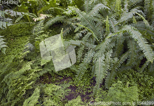 Image of dense jungle vegetation scenery