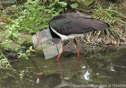 Image of wading Black Stork