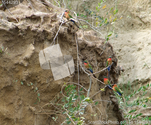 Image of colorful Bee-eaters sitting on a twig