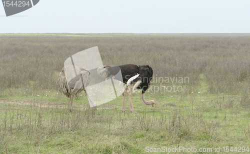 Image of two Ostriches in natural ambiance