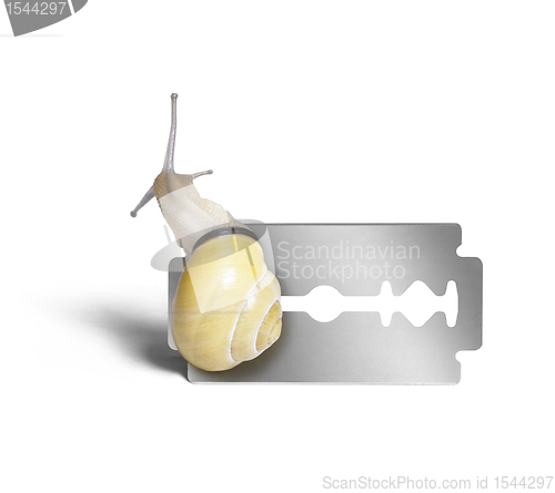 Image of Grove snail and razor blade