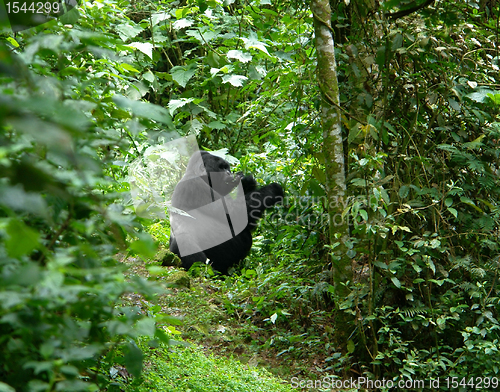 Image of Gorilla in the jungle