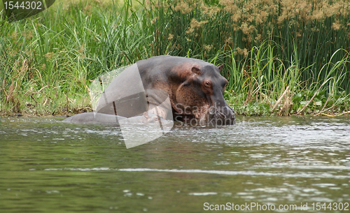 Image of Hippos in Uganda