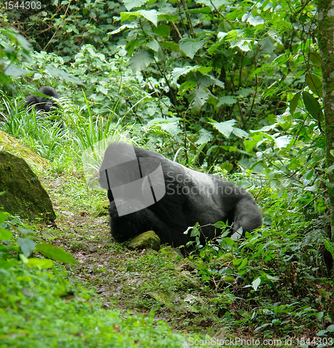 Image of Gorilla in Africa