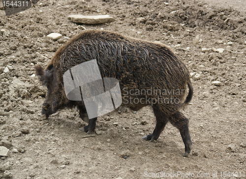 Image of Wild boar
