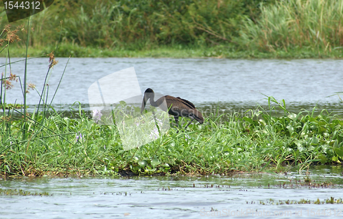 Image of African Openbill in Uganda