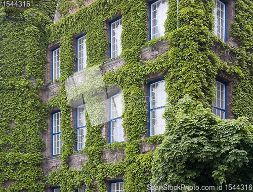 Image of overgrown house facade