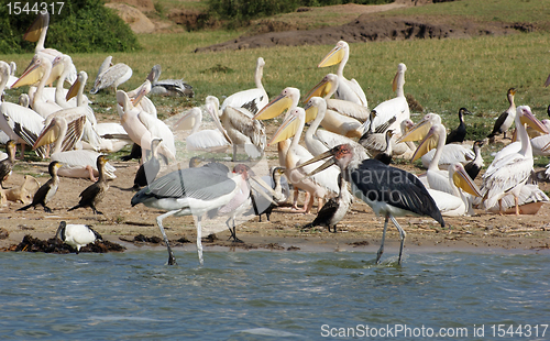 Image of birds at the Queen Elizabeth National Park in Uganda
