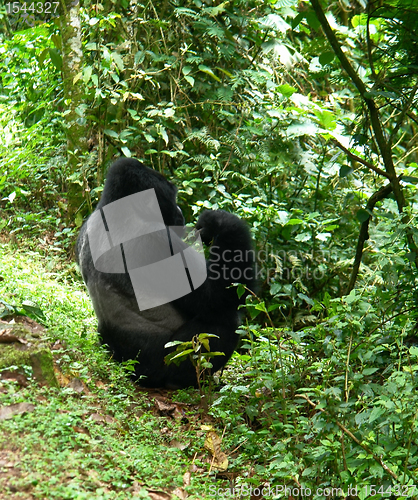Image of Gorilla in the jungle