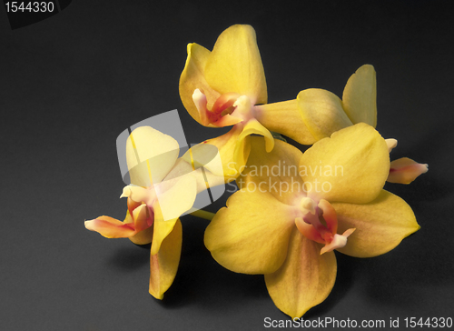 Image of some yellow orchid flowers