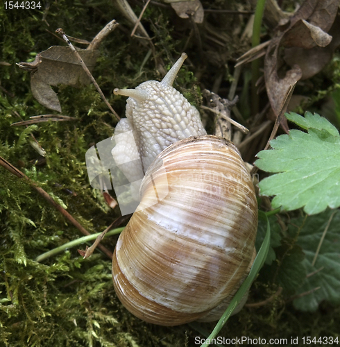 Image of grapevine snail