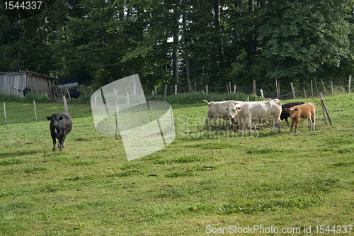 Image of cattle on meadow at summer time