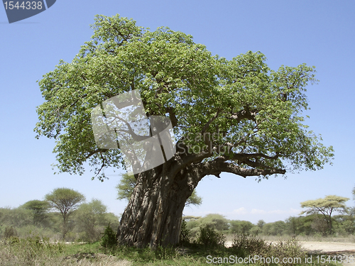 Image of old Baobab tree