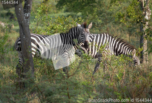 Image of Zebras in Uganda