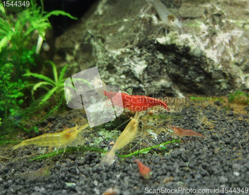 Image of fresh water shrimps