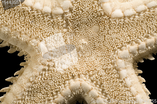 Image of abstract starfish detail