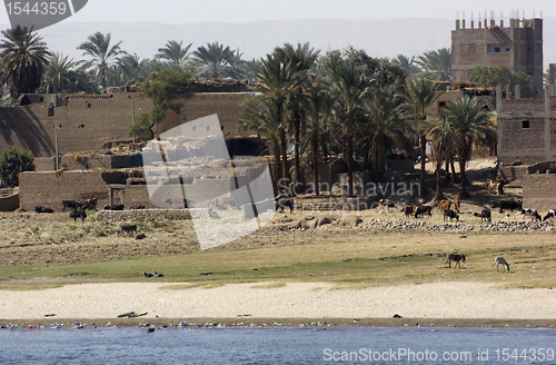 Image of waterside Nile scenery in Egypt