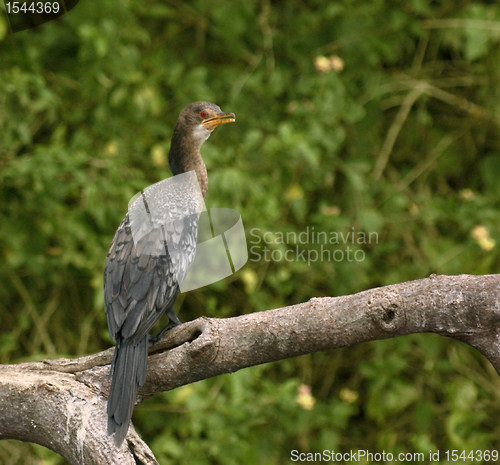 Image of Cormorant sitting on a bough