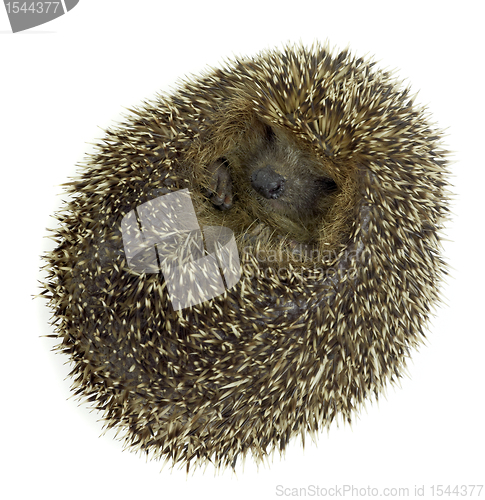 Image of rolled-up hedgehog in white back