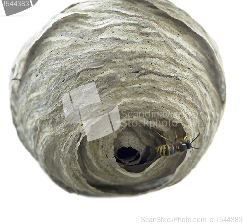 Image of waspÂ´s nest