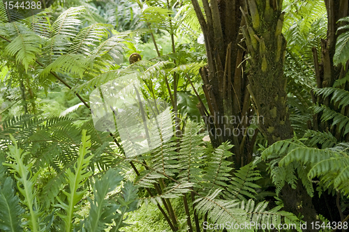 Image of flourish jungle vegetation