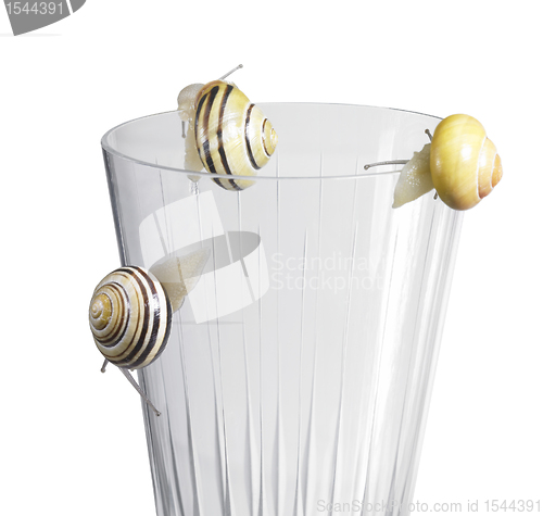 Image of Grove snails on a drinking glass