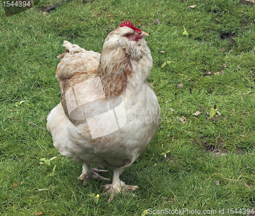 Image of light brown chicken on green grass