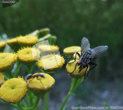 Image of flesh fly on yellow flowers
