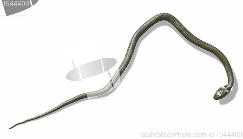 Image of grass snake