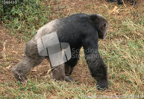 Image of walking chimpanzee