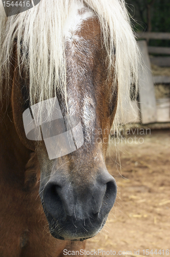 Image of horse portrait