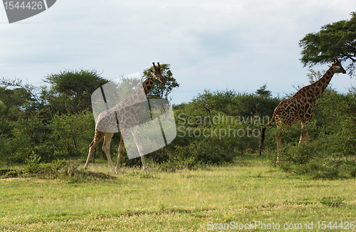 Image of walking Giraffes in Africa