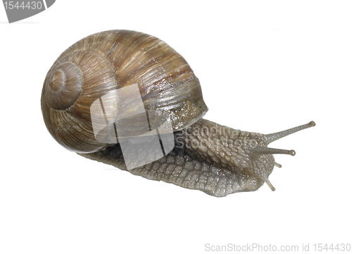 Image of backside of a grapevine snail