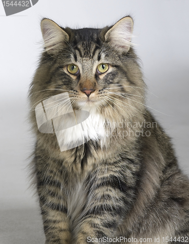 Image of Norwegian Forest Cat