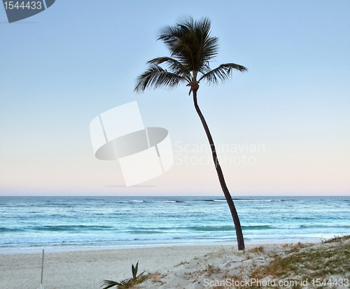 Image of palm tree at evening time