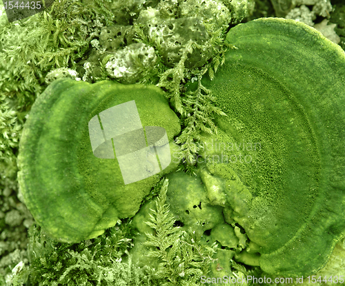 Image of abstract green mushroom