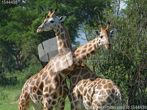 Image of Giraffes at fight in Africa